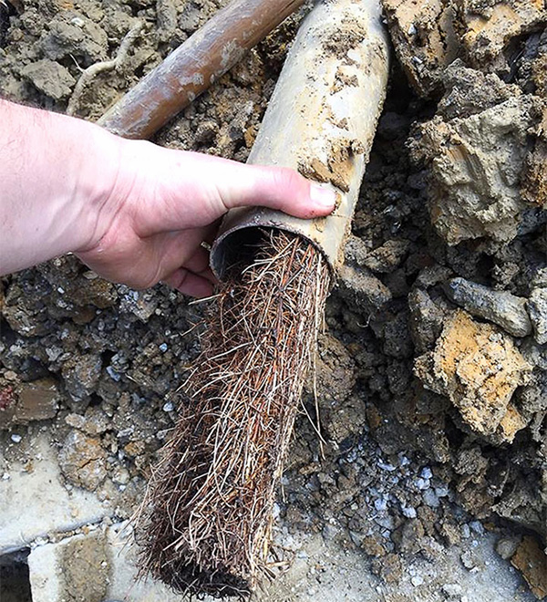 Tree root incursion in storm water drain